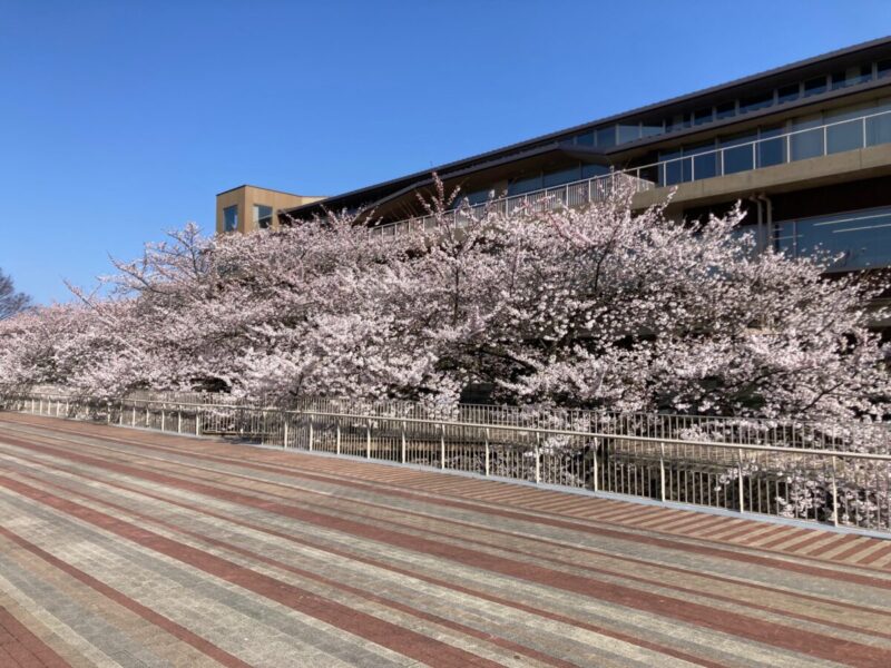 『今年の桜』。